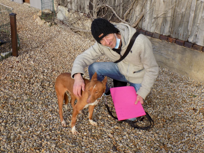 Chipe (podenco) (M)