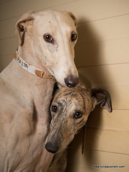 Levriers Sans Frontieres Association De Defense Et De Sauvetage Des Levriers Galgos D Espagne