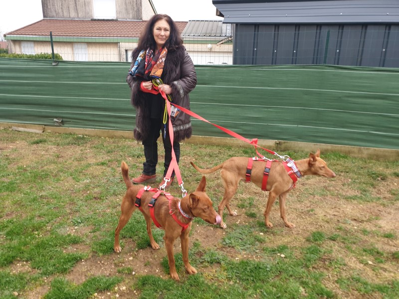 Heroe (podenco) (M)