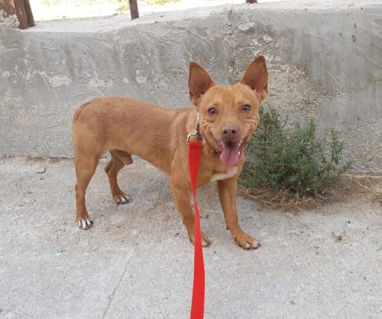 Silo (podenco) (M)