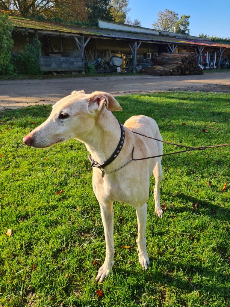 Naranja (F) senior
