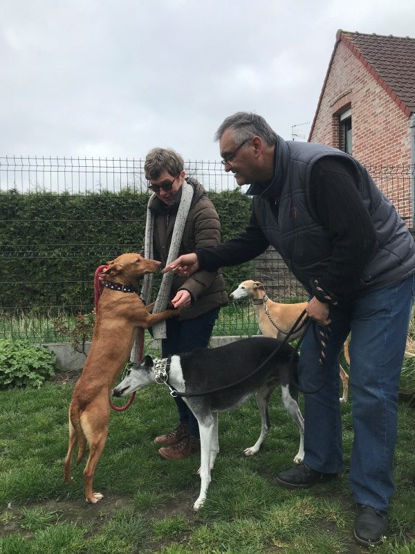 Dali (podenco) (M)