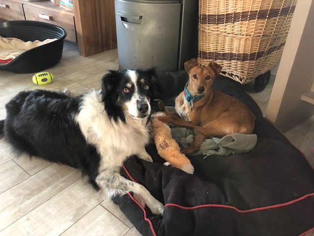 Davor (podenco) (M)