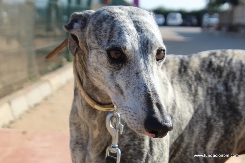 Galgui (M) Adopté
