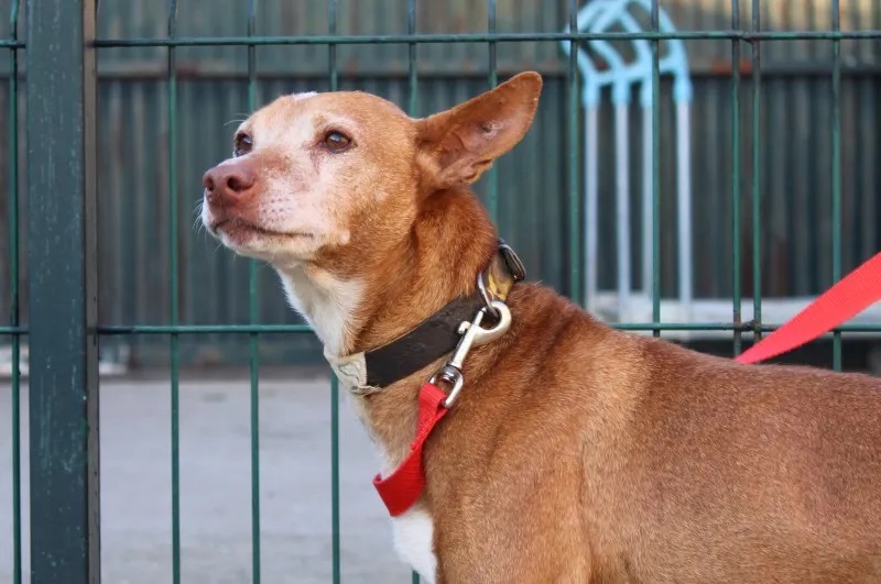 Jules (podenco) (M) (senior)