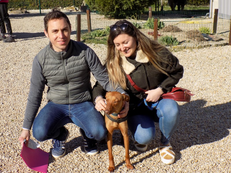 Noël (podenco) (M)