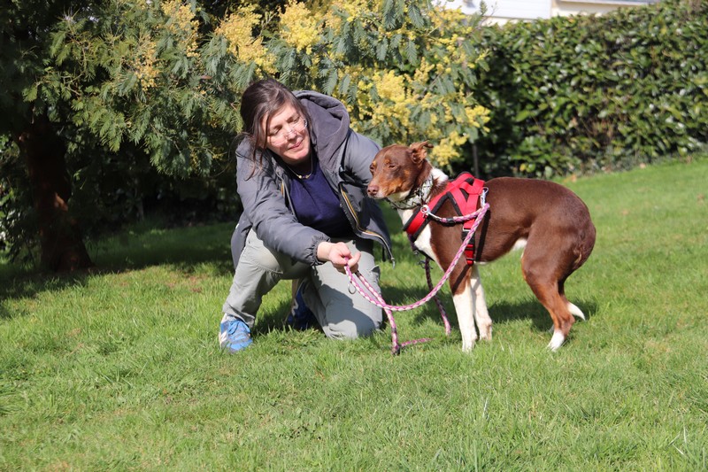 Risketou (podenco) (M)