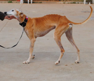 Tulio