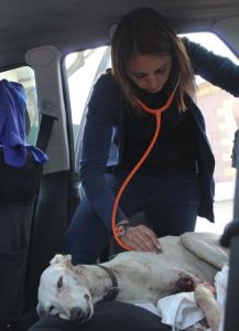 Aroa