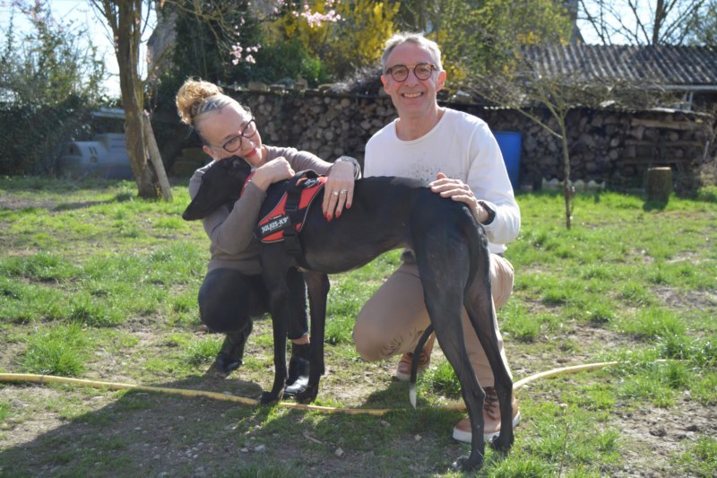 Aston BB galgo (M)