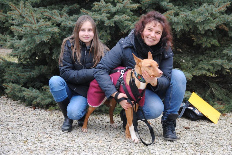 Balu podenco (M)
