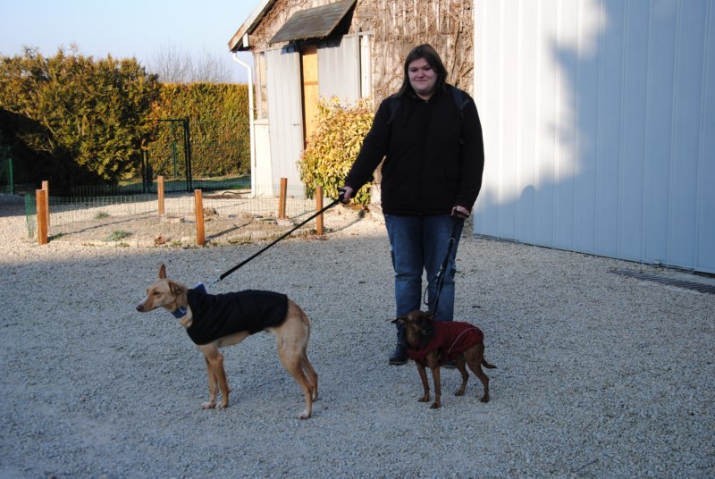 Jacky podenco (M)