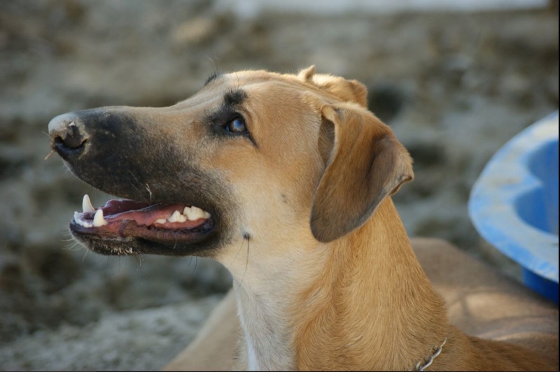 Koli (M)