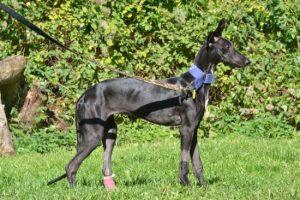 Libelula  bb galga