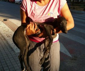 Porto bb galgo