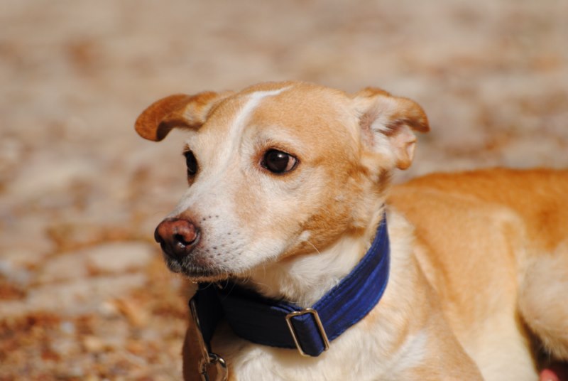 Adri (podenco) (M)