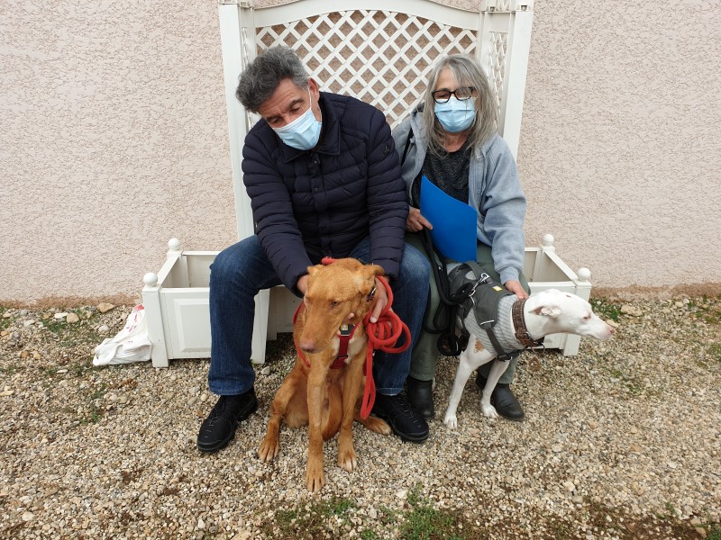 Aldo (podenco) (M)