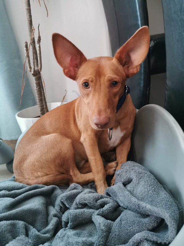 Alphonsito (podenco maneto) (M)