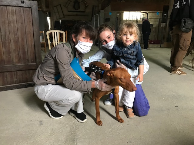 Andres (podenco) (M)