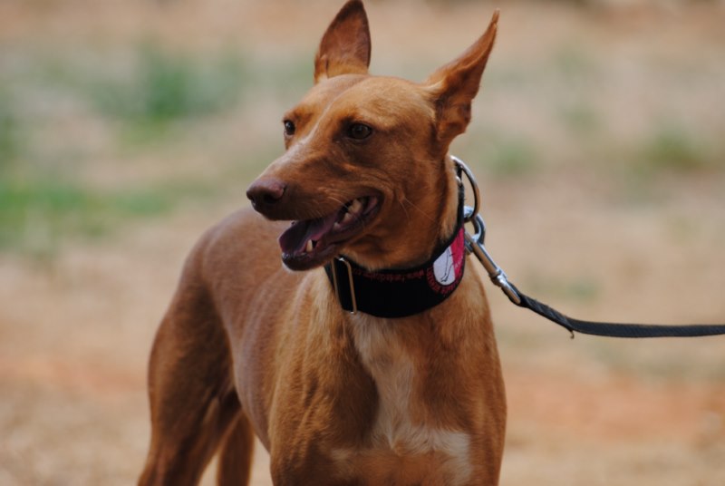 Astro (podenco) (M)