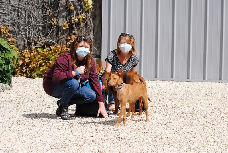 Atun (podenco) (M)