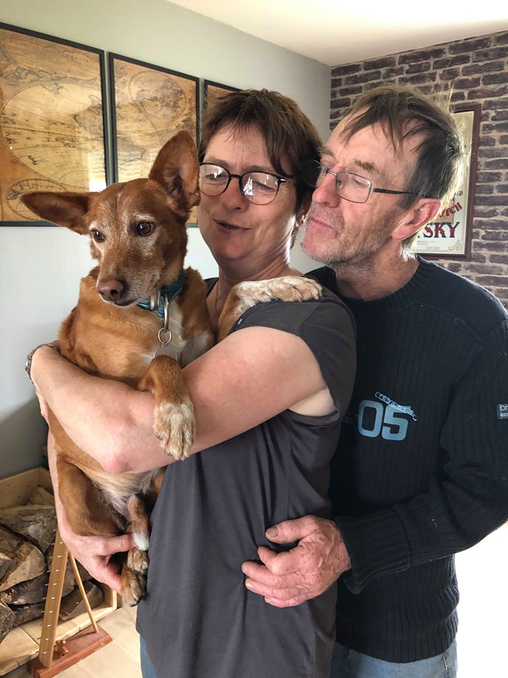 Bell (podenco) (M)