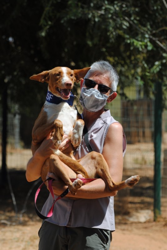 Boris (podenco) (M)