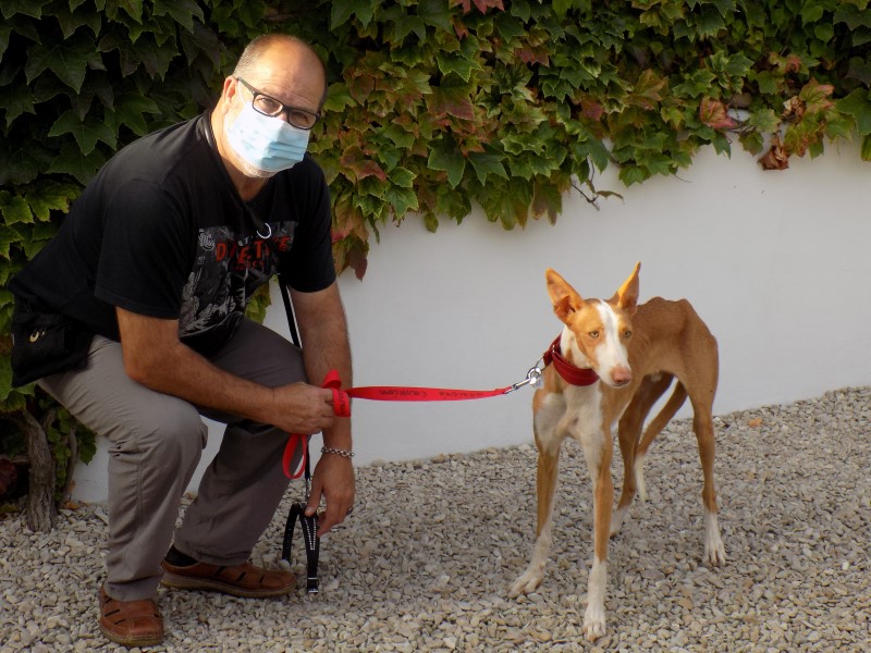 Bosco (podenco) (M)