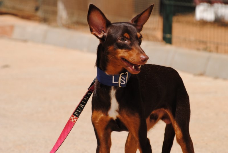 Buly (podenco) (M)