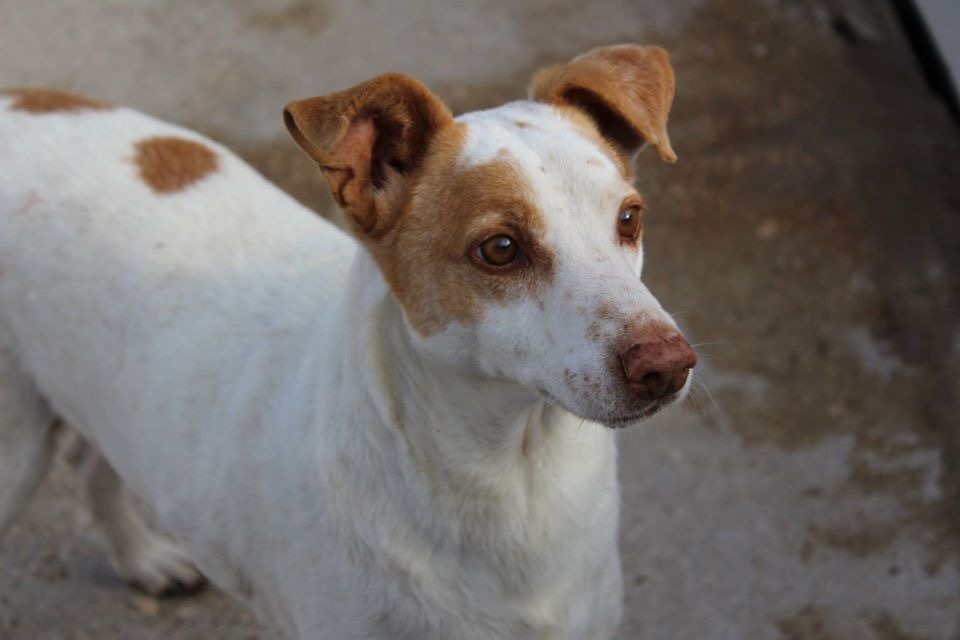 Caramelo (podenco) (M)