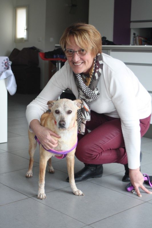 Charlie (podenco) (M) (senior)