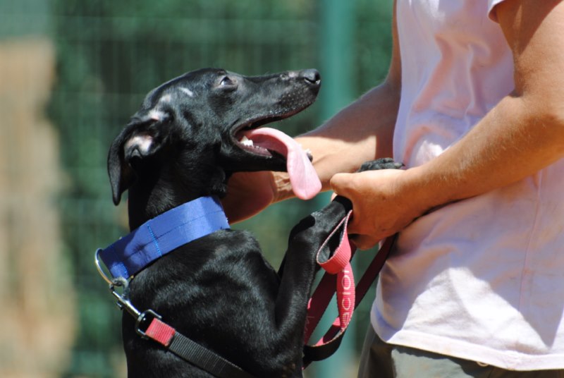 Chinchilla (BB galga X) (F)