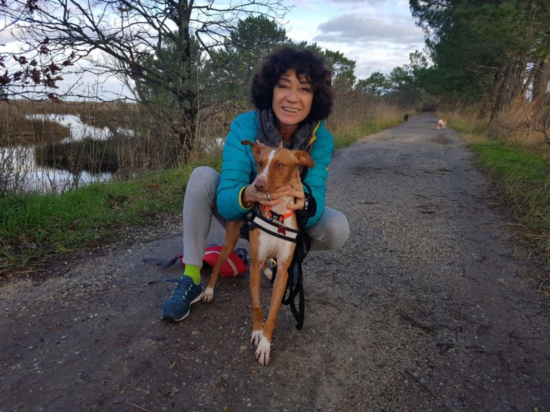 Chiquino (podenco) (M)