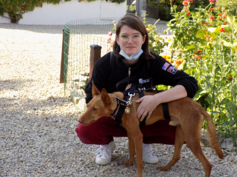 Dickens (podenco) (M)