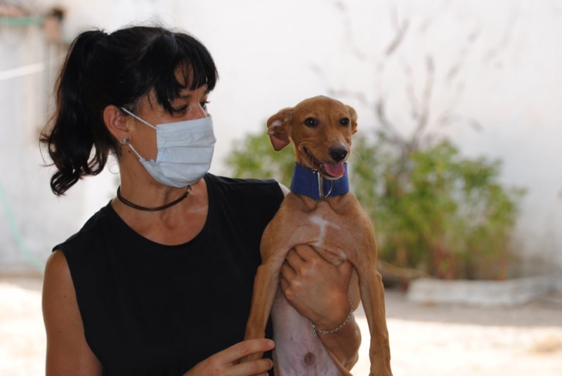 Elvis (podenco) (BB) (M)