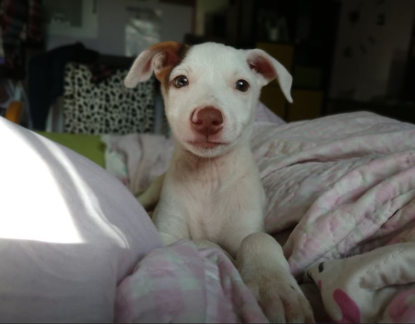Fiti (BB podenco) (M)