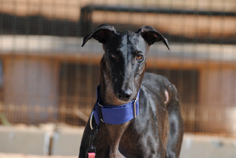 Fausto (M)