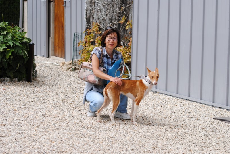 Fredy (podenco) (M)