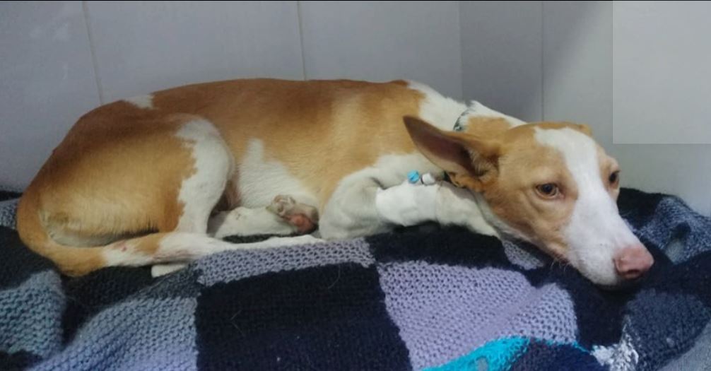 Gregorio (podenco) (M)