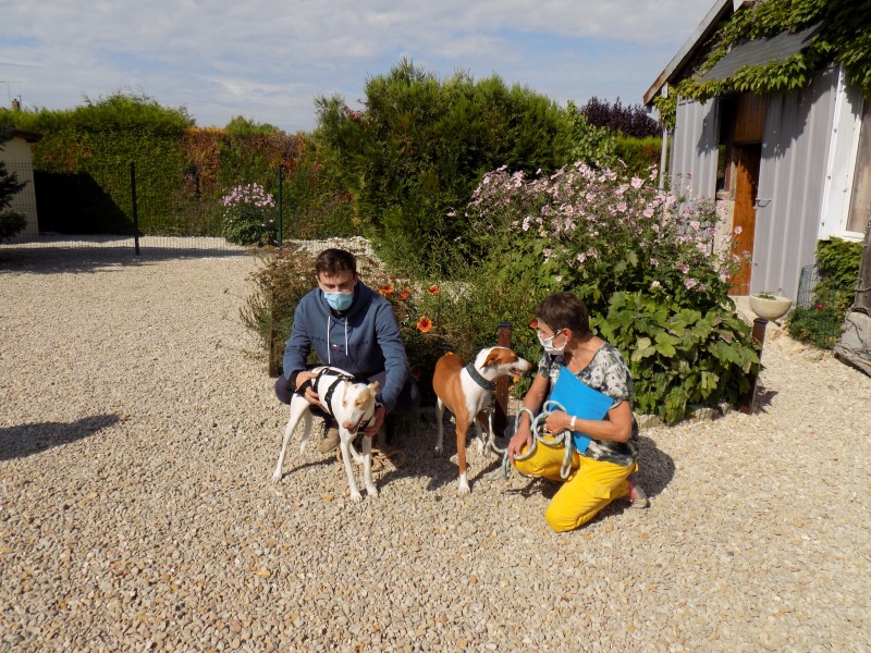 Geo (podenco) (M)