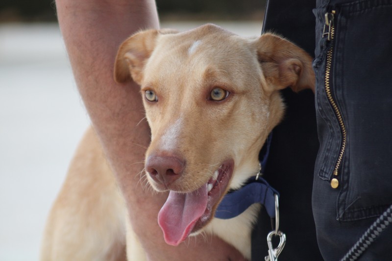 Yago (podenco X) (M)