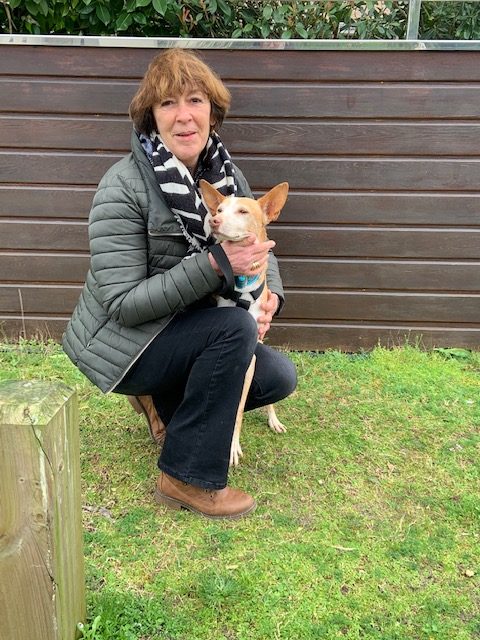 Jacobo (podenco) (M)