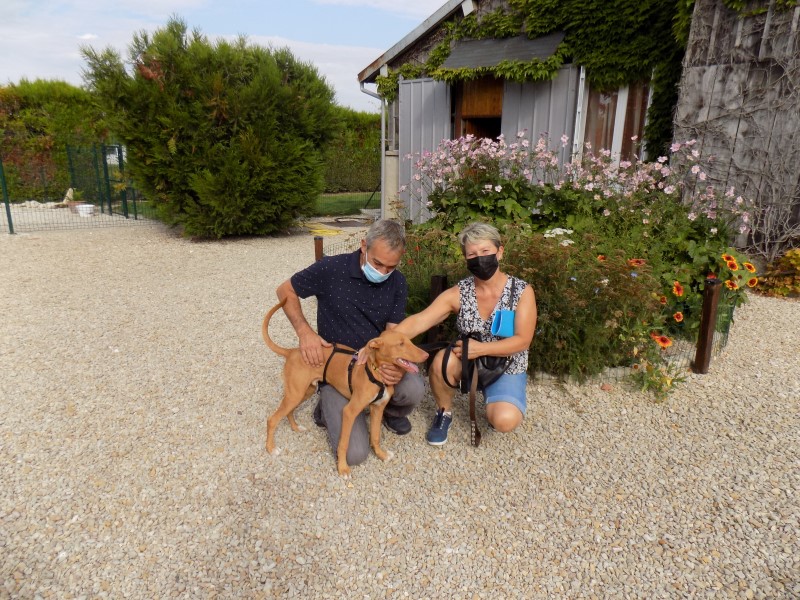 Jimmy (podenco) (BB) (M)