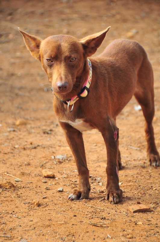 Looki (podenco) (M)