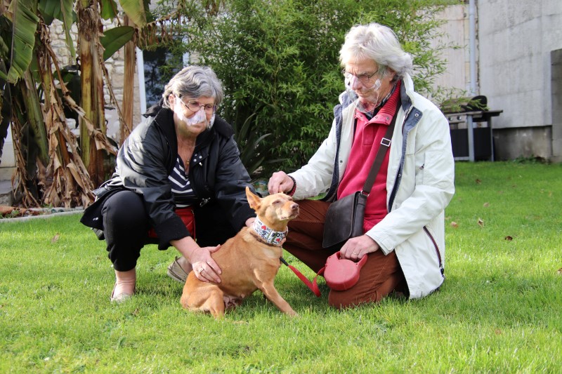 Love (podenca) (senior)