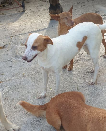 Mabel (podenca X) (F)