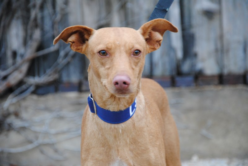 Miguelin (podenco) (M)