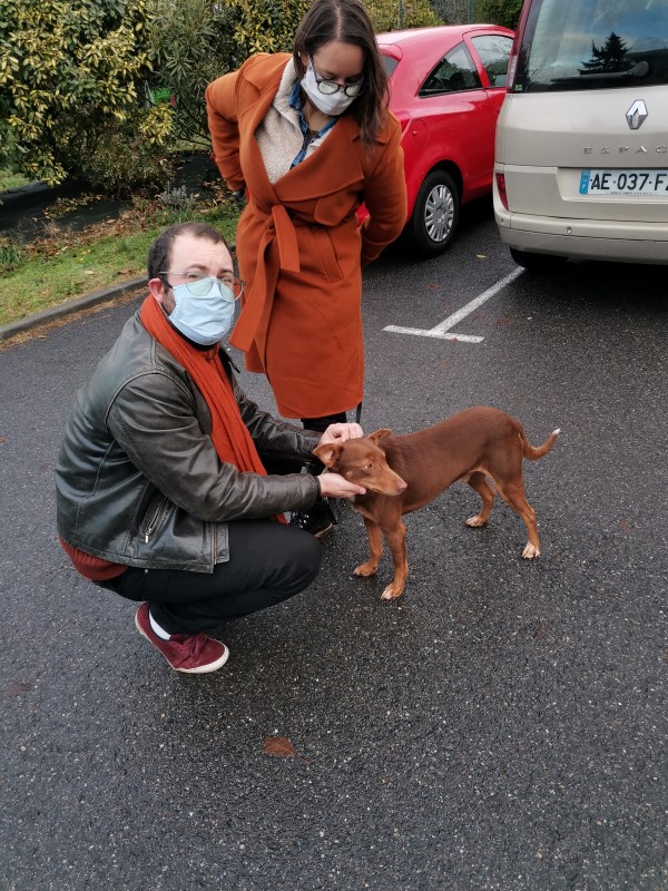 Milos (podenco) (M)