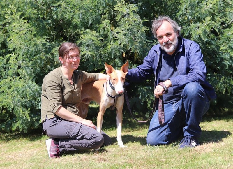 Nairobi (podenco) (M)