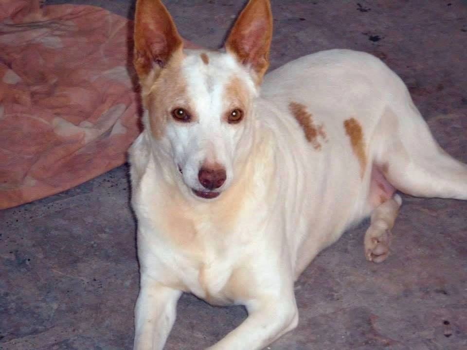 Nando (podenco) (M)